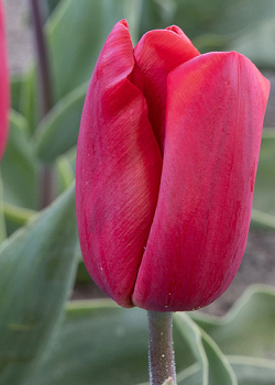 X 100 TULIPA RED PARADISE 11/12
