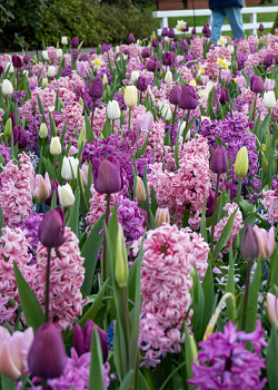 X 100 FRAGRANT SURPRISE I