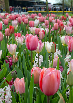 X 100 PINK DREAMS I