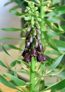 X   25 FRITILLARIA PERSICA PURPLE DYNAMITE 18/20