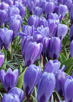 X 100 CROCUS BLUE OCEAN 8/9