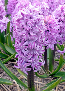 X   50 HYACINTHUS PURPLE VOICE 15/16
