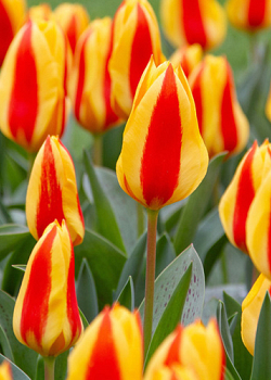 X 100 TULIPA GOUDSTUK 11/12
