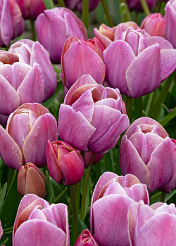 X 100 TULIPA BLUE HEAVEN 12/+