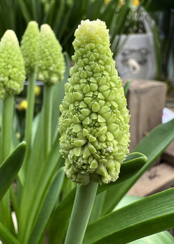 X 100 MUSCARI LADY MADONNA 7/8