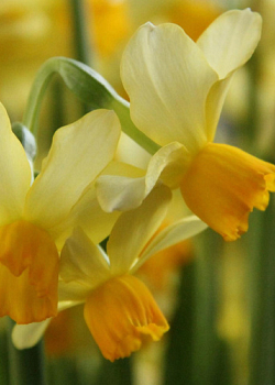 X 100 NARCISSUS EATON SONG 12/14