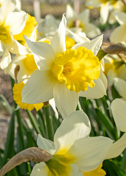 X 100 NARCISSUS FEBRUARY SILVER 12/14