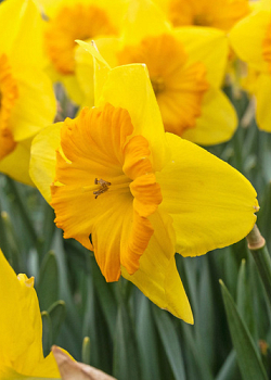 X 100 NARCISSUS PRIDE OF LIONS 12/14