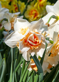 X 100 NARCISSUS REPLETE 12/14