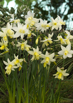 X 100 NARCISSUS TOTO 8/9