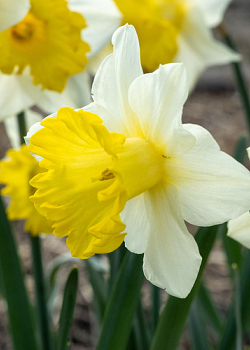 X 100 NARCISSUS VICTORIA 12/14