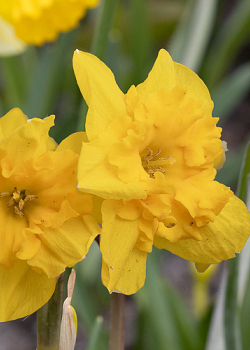 X 100 NARCISSUS YELLOW PARROT 12/14