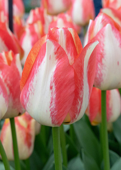 X 100 TULIPA SPRYNG SUNRISE 12/+