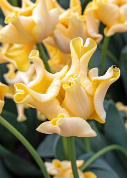 X 100 TULIPA YELLOW CROWN 12/+
