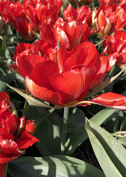 X 100 TULIPA LOVE VALLEY 12/+