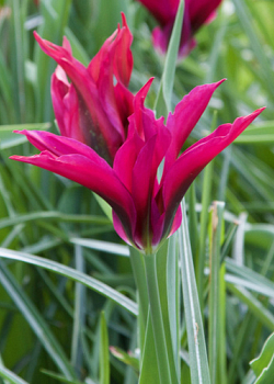 X 100 TULIPA PURPLE DOLL 11/12