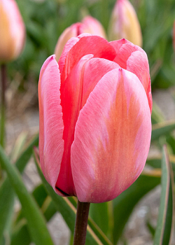 X 100 TULIPA DESIGN IMPRESSION 11/12