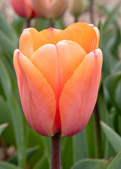 X 100 TULIPA APRICOT IMPRESSION 12/+