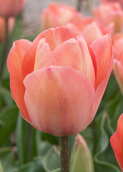 X 100 TULIPA SALMON VAN EIJK 11/12