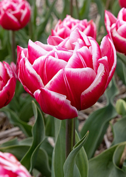 X 100 TULIPA COLUMBUS 12/+