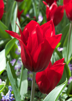 X 100 TULIPA PRETTY WOMAN 11/12