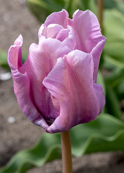 X 100 TULIPA BLUE PARROT 11/12