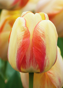 X 100 TULIPA BEAUTY OF SPRING 11/12