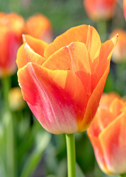 X 100 TULIPA SUNRISE DYNASTY 12/+