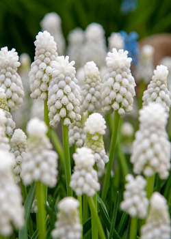X 100 MUSCARI AUCHERI WHITE MAGIC 8/9