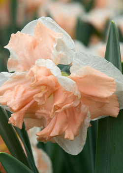 X 100 NARCISSUS APRICOT WHIRL 12/14