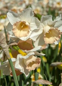 X 100 NARCISSUS COSMOPOLITAN 10/12