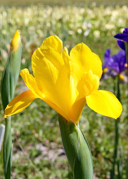 X 100 IRIS HOLLANDICA GOLDEN HARVEST 7/8