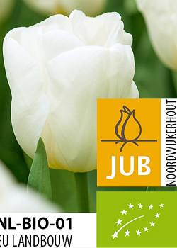 X 100 BIO TULIPA CALGARY 11/12