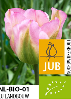 X 100 BIO TULIPA GROENLAND 11/12