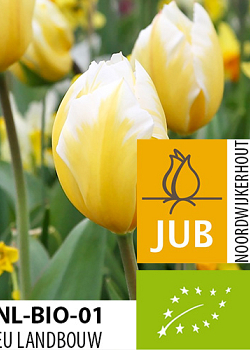 X 100 BIO TULIPA SWEETHEART 11/12
