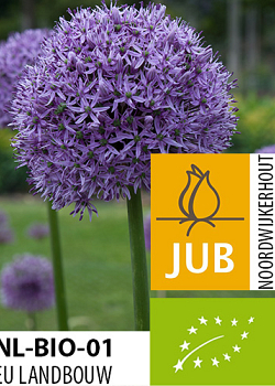 X   25 BIO ALLIUM GLADIATOR 20/+