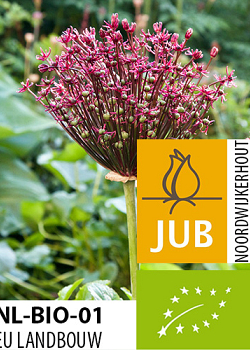 X   50 BIO ALLIUM MAGIC 8/+