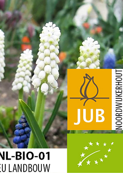 X 100 BIO MUSCARI CASABLANCA 5/+