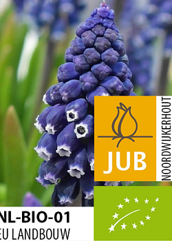 X 100 BIO MUSCARI JOYCE SPIRIT 7/8