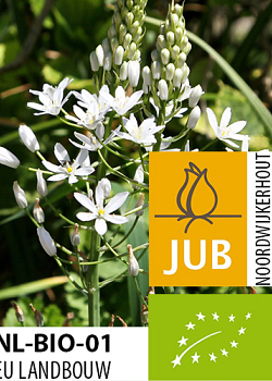 X   25 BIO ORNITHOGALUM SOCHII 12/+