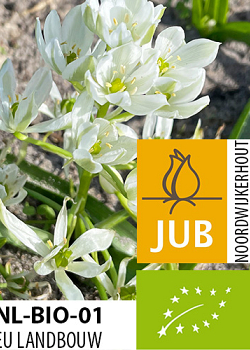 X 100 BIO ORNITHOGALUM WHITE TROPHY 6/+