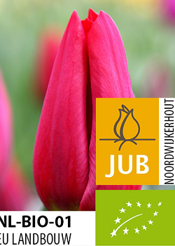 X 100 BIO TULIPA STRONG LOVE 11/12