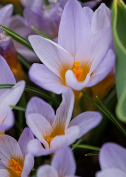 X 100 CROCUS SPECIE ETR. ROSALIND 5/+