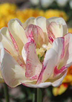 X 100 TULIPA DOUBLE SHAKE 11/12