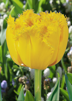 X 100 TULIPA MON AMOUR 11/12