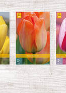 X  350 TULPEN DARWIN HYBRIDE 11/12