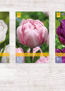 X  350 TULPEN DUBBEL LAAT 11/12