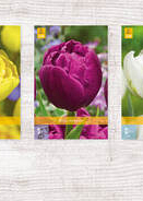 X  350 TULPEN DUBBEL VROEG 11/12