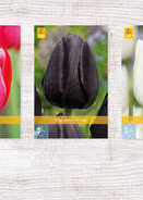 X  350 TULPEN ENKEL LAAT 11/12