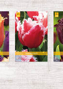 X  350 TULPEN GEFRANJERD 11/12